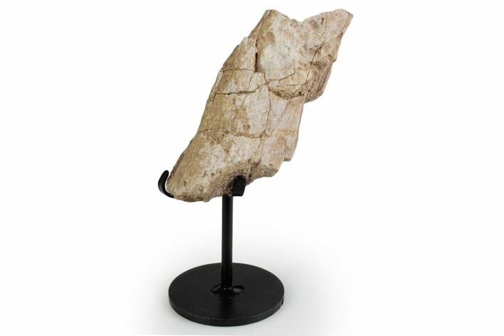 Fossil Sauropod Rib Section with Metal Stand - Colorado #383241